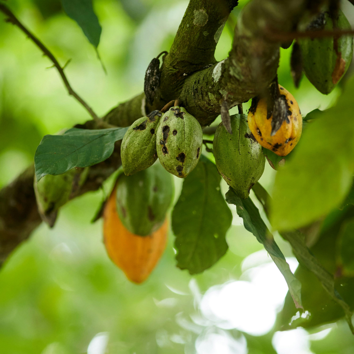 Diseased cacao pods hanging on a tree