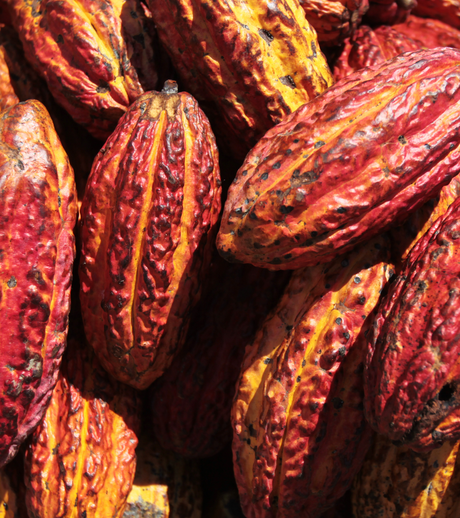 Close up of red cocoa pods