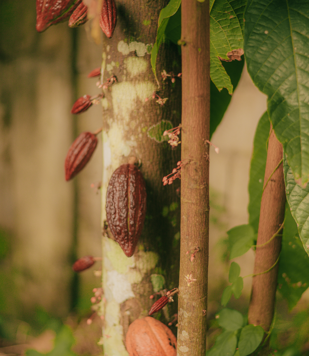 Cacao pods growing on a tree