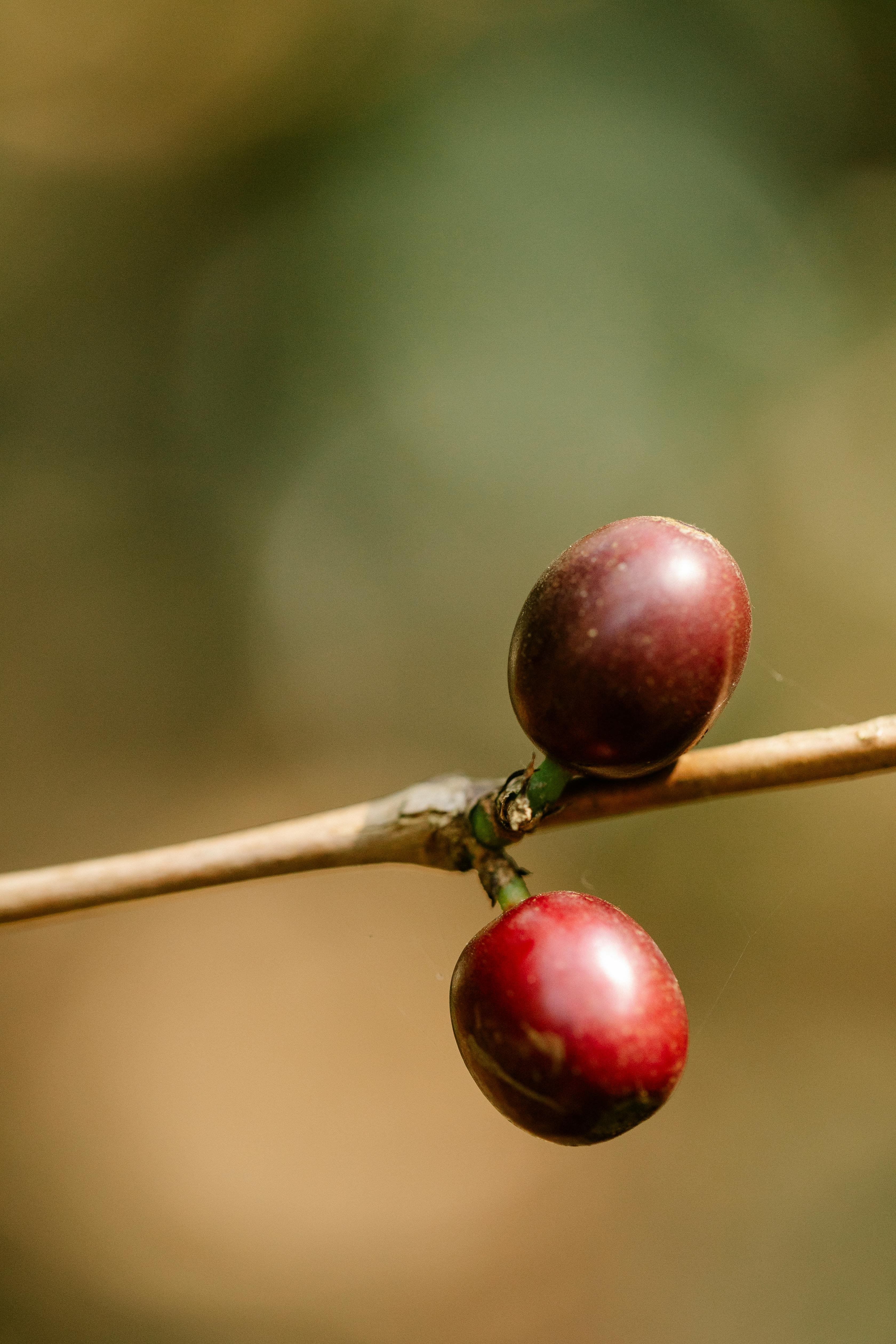Close up of two red coffee cherries