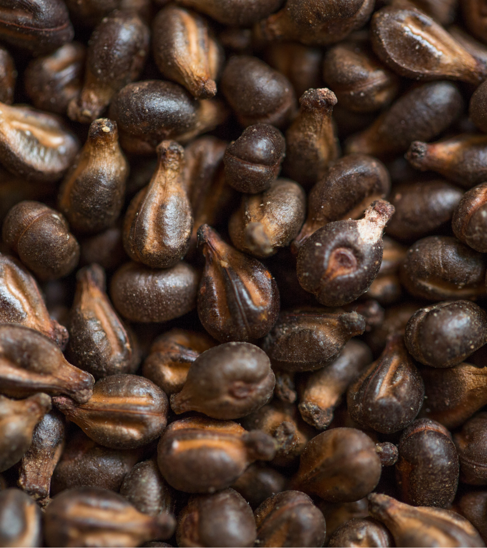 Close up Grape Seeds
